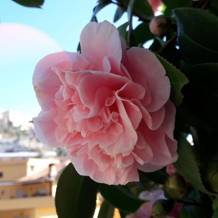 B&B Il Giardino Delle Camelie Palestrina Buitenkant foto