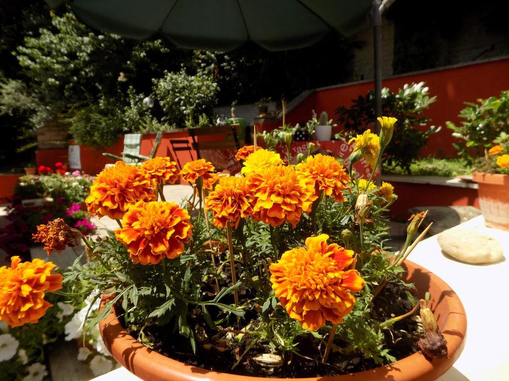 B&B Il Giardino Delle Camelie Palestrina Buitenkant foto