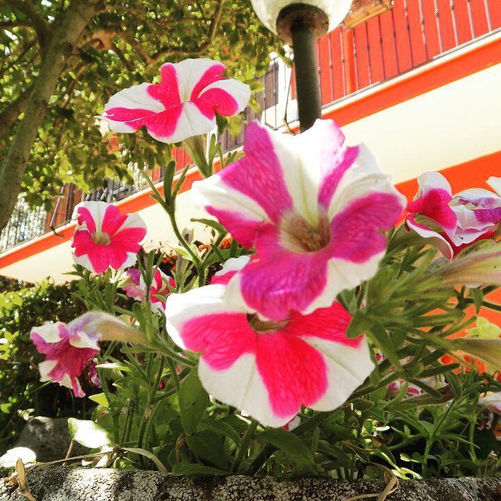 B&B Il Giardino Delle Camelie Palestrina Buitenkant foto