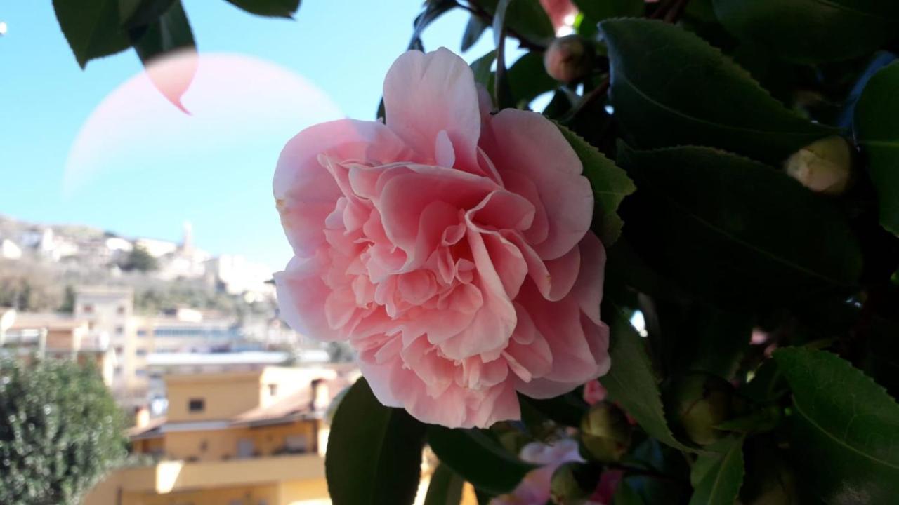 B&B Il Giardino Delle Camelie Palestrina Buitenkant foto